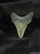 Small Megalodon Shark Tooth #565-1